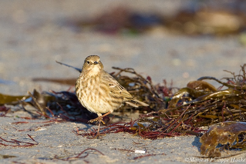 Pipit farlouse 7267_wm.jpg - Pipit farlouse - Meadow Pipit - Anthus pratensis(Bretagne, France, janvier 2011)